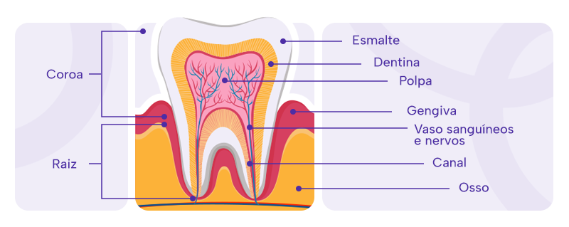 Esquema que ilustra a estrutura do dente e a gengiva dividido em:

Camada externa:
Coroa
Esmalte
Raiz

Camada interna:
Dentina
Polpa
Vasos sanguíneos e nervos
Canal
Osso
