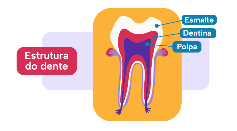 Imagem mostrando a estrutura do dente